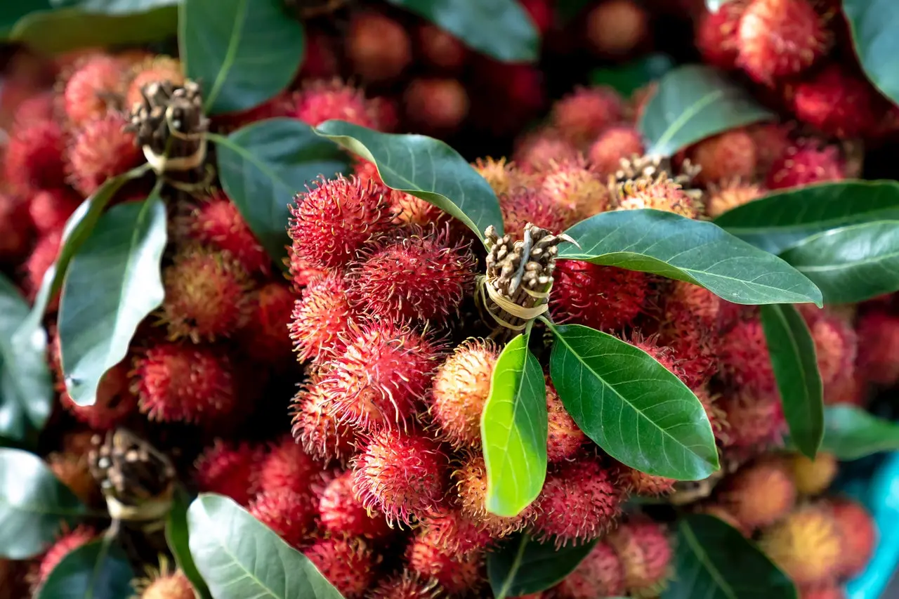 Close-up Photo of Red Rambutan Fruits